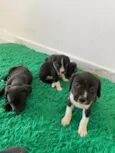 Filhotes para adoção 