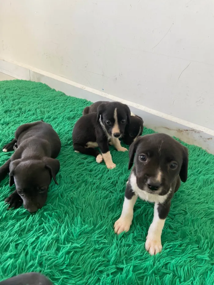 Cachorro ra a Labrador idade Abaixo de 2 meses nome Filhotes para adoção 