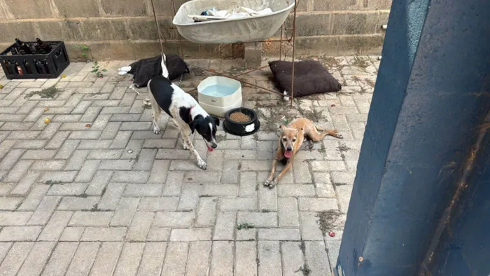 Cachorro ra a SRD-ViraLata idade 4 anos nome charlote
