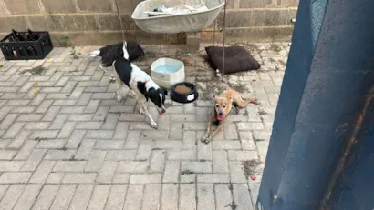 Cachorro raça SRD-ViraLata idade 6 ou mais anos nome luck
