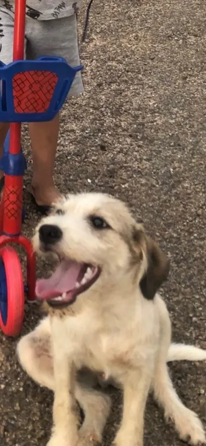 Cachorro raça SRD-ViraLata idade 3 anos nome Atende por nome de Bily e Branco 