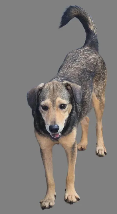 Cachorro raça SRD-ViraLata idade 1 ano nome Sem nome