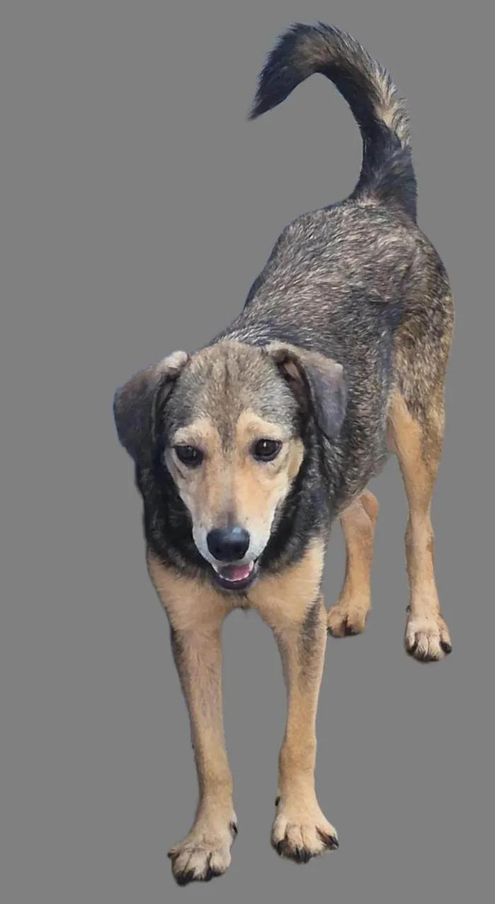 Cachorro ra a SRD-ViraLata idade 1 ano nome Sem nome