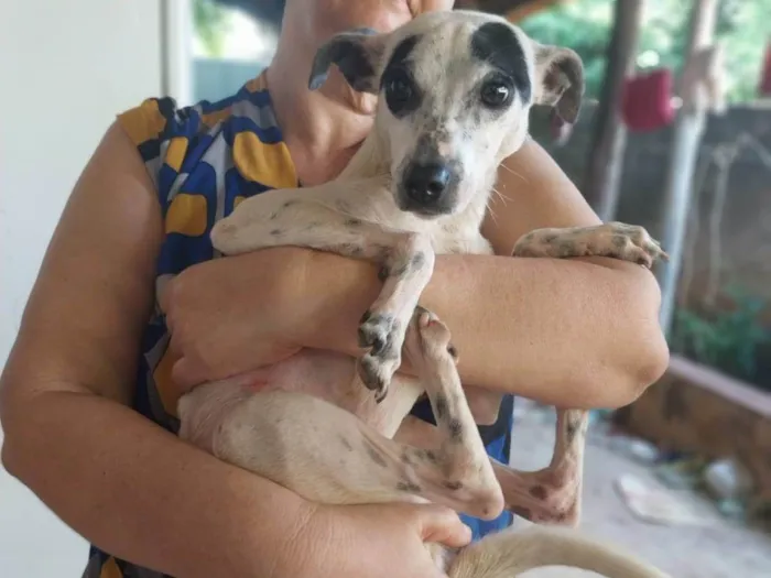 Cachorro ra a SRD-ViraLata idade 1 ano nome Rajadinha, branquinha,cremezinha e pintadinha 