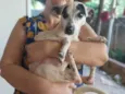 Rajadinha, branquinha,cremezinha e pintadinha