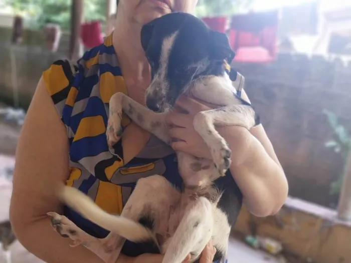 Cachorro ra a SRD-ViraLata idade 1 ano nome Rajadinha, branquinha,cremezinha e pintadinha 