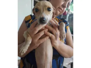 Cachorro raça SRD-ViraLata idade 1 ano nome Rajadinha, branquinha,cremezinha e pintadinha 