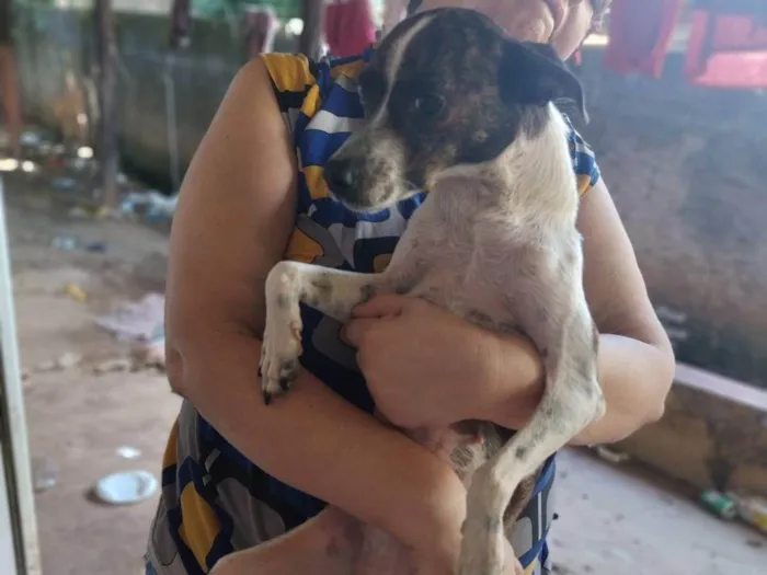 Cachorro ra a SRD-ViraLata idade 1 ano nome Rajadinha, branquinha,cremezinha e pintadinha 