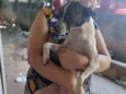 Rajadinha, branquinha,cremezinha e pintadinha