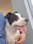 Snoopy