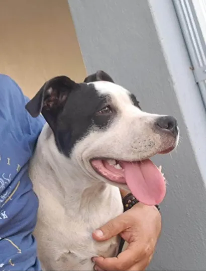 Cachorro raça Pit-Bull idade 1 ano nome Snoopy