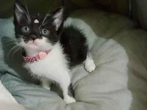 Gato raça SRD-ViraLata idade Abaixo de 2 meses nome Flor