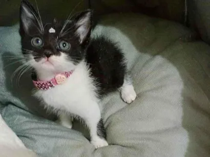 Gato raça SRD-ViraLata idade Abaixo de 2 meses nome Flor