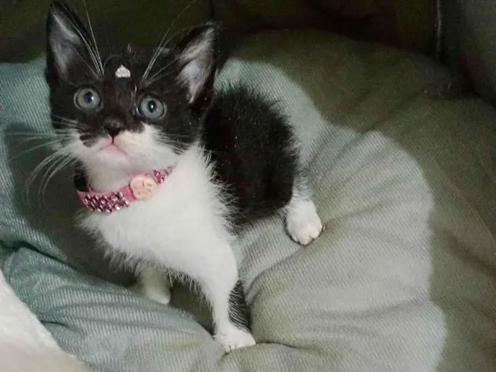 Gato ra a SRD-ViraLata idade Abaixo de 2 meses nome Flor