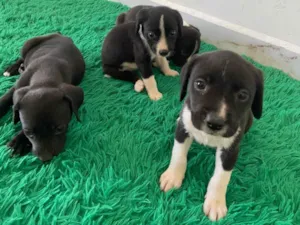 Cachorro raça Labrador idade Abaixo de 2 meses nome Filhotes para adoção 