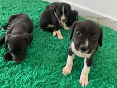 Cachorro raça Labrador idade Abaixo de 2 meses nome Filhotes para adoção 