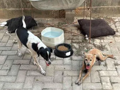 Cachorro raça SRD-ViraLata idade 4 anos nome charlote