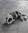 Snoopy