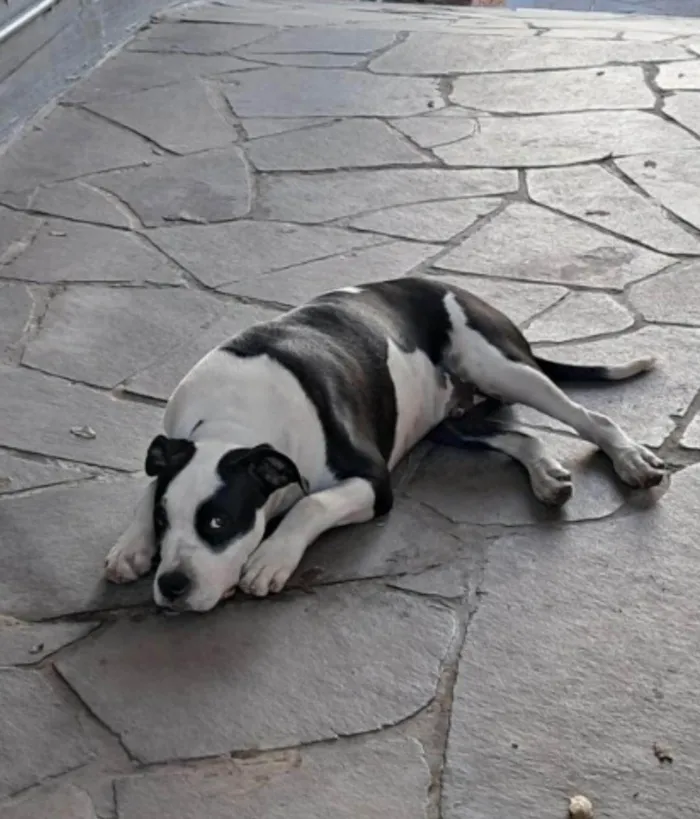 Cachorro ra a Pit-Bull idade 1 ano nome Snoopy