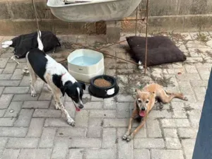 Cachorro raça SRD-ViraLata idade 6 ou mais anos nome luck