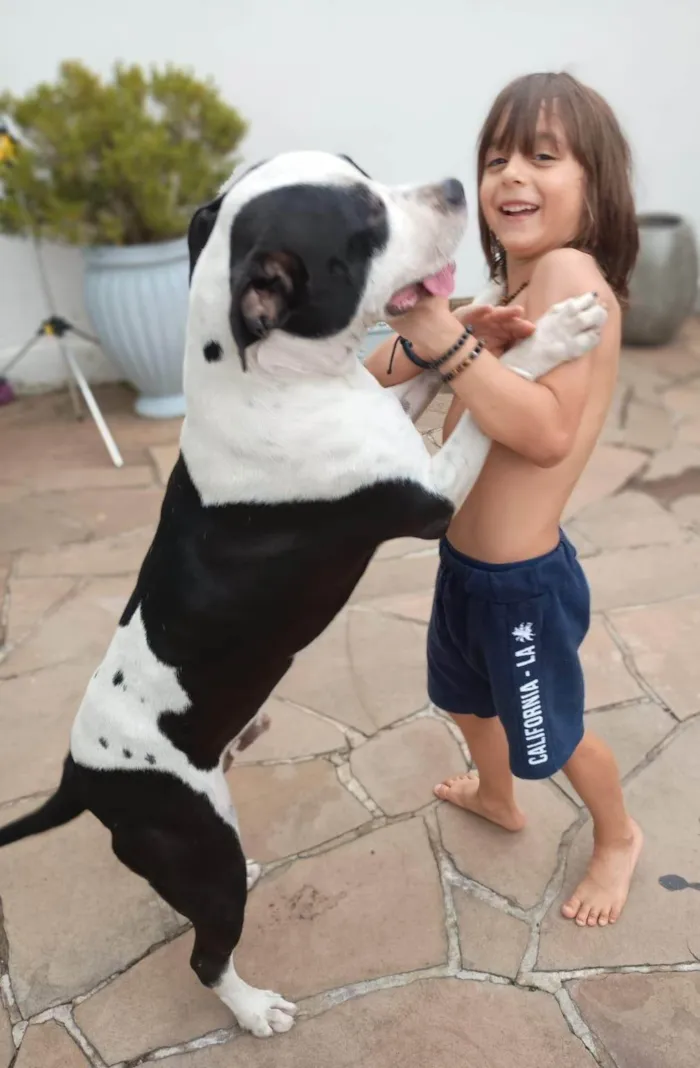 Cachorro ra a Pit-Bull idade 1 ano nome Snoopy