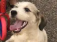 Atende por nome de Bily e Branco 