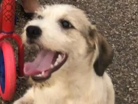 Cachorro ra a SRD-ViraLata idade 3 anos nome Atende por nome de Bily e Branco 