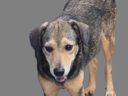 Cachorro raça SRD-ViraLata idade 1 ano nome Sem nome