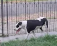 Snoopy