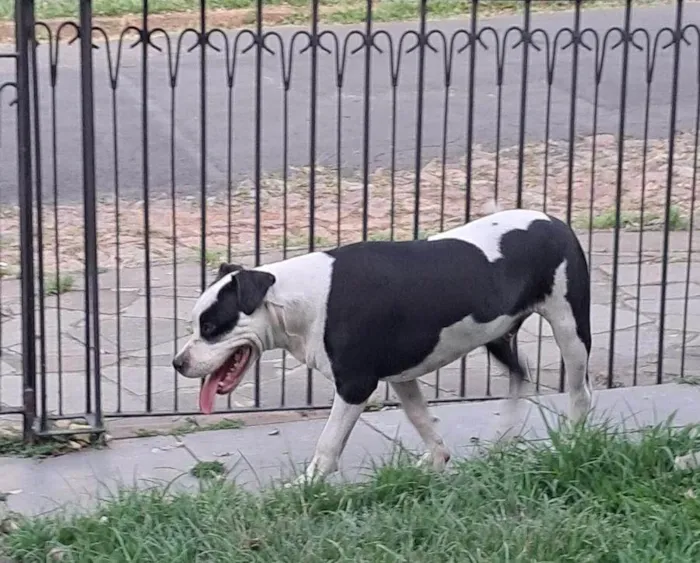 Cachorro ra a Pit-Bull idade 1 ano nome Snoopy