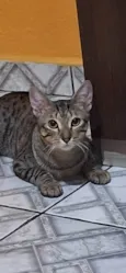 Dudu