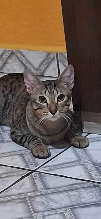 Gato raça SRD-ViraLata idade 7 a 11 meses nome Dudu