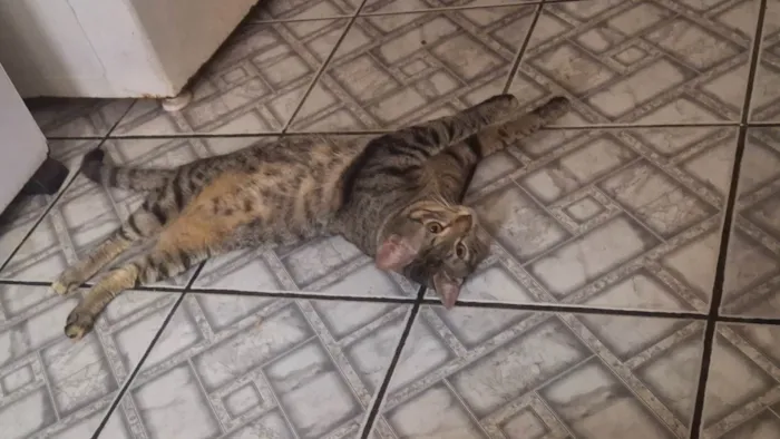 Gato ra a SRD-ViraLata idade 7 a 11 meses nome Dudu