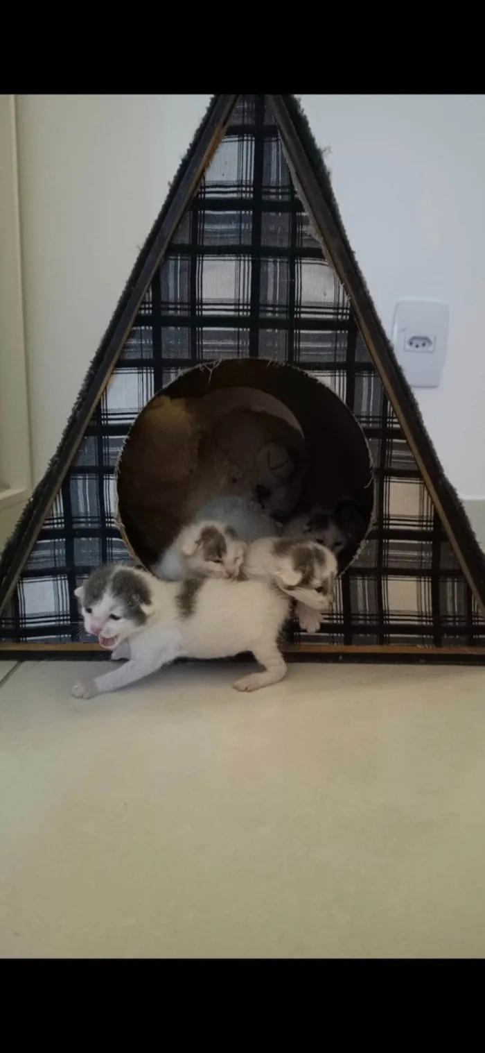 Gato ra a SRD-ViraLata idade Abaixo de 2 meses nome Pipo