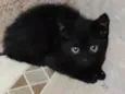 Gabriel 