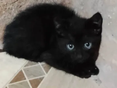 Gato raça SRD-ViraLata idade Abaixo de 2 meses nome Gabriel 