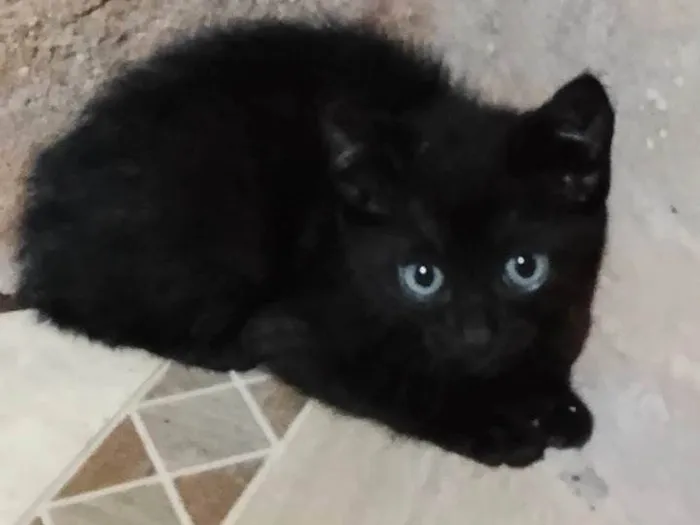 Gato ra a SRD-ViraLata idade Abaixo de 2 meses nome Gabriel 