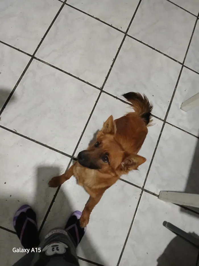 Cachorro ra a SRD-ViraLata idade 1 ano nome Tobby 