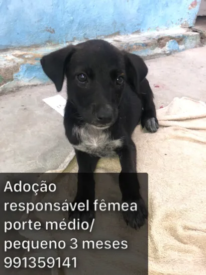 Cachorro raça SRD-ViraLata idade 2 a 6 meses nome Adoção responsável 