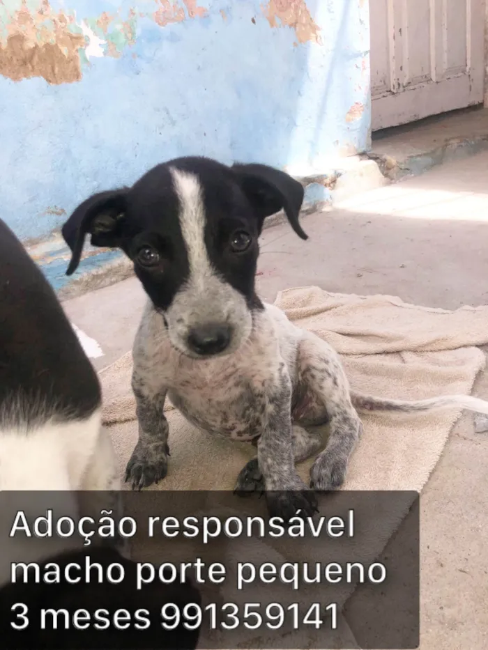 Cachorro ra a SRD-ViraLata idade 2 a 6 meses nome Adoção responsável 