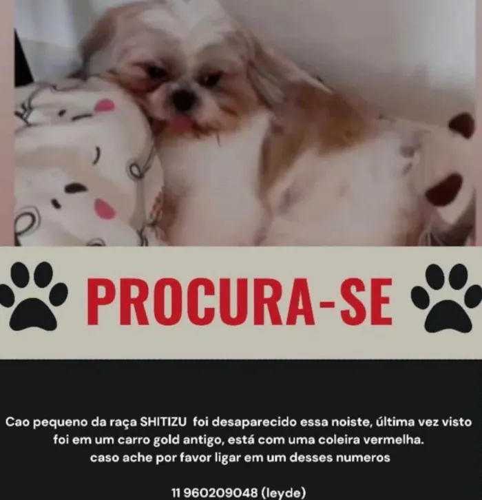 Cachorro ra a Shitzu idade 1 ano nome Lucky