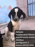 Adoção responsável 