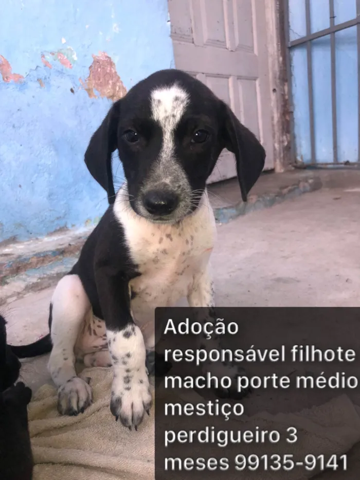 Cachorro ra a SRD-ViraLata idade 2 a 6 meses nome Adoção responsável 