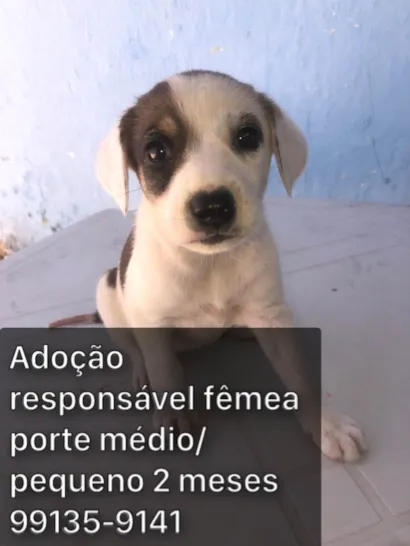 Cachorro raça SRD-ViraLata idade 2 a 6 meses nome Adocao responsável 