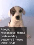 Adocao responsável