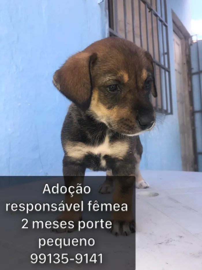 Cachorro ra a SRD-ViraLata idade 2 a 6 meses nome Adocao responsável 