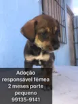 Adocao responsável