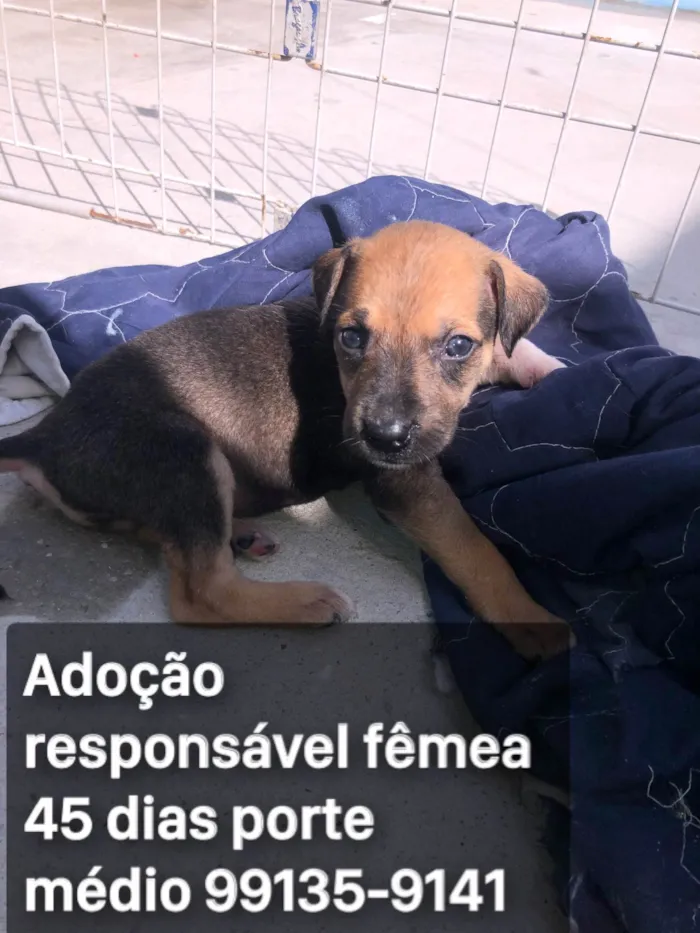 Cachorro ra a SRD-ViraLata idade 2 a 6 meses nome Adocao responsável 