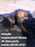 Adocao responsável