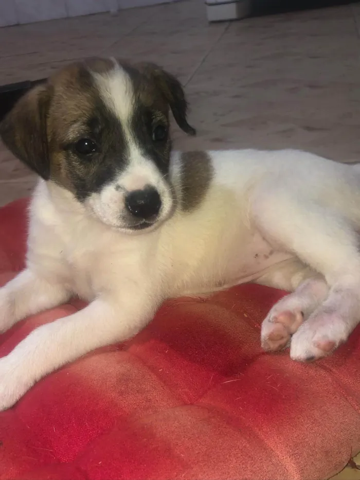 Cachorro ra a SRD-ViraLata idade 2 a 6 meses nome Adocao responsável 